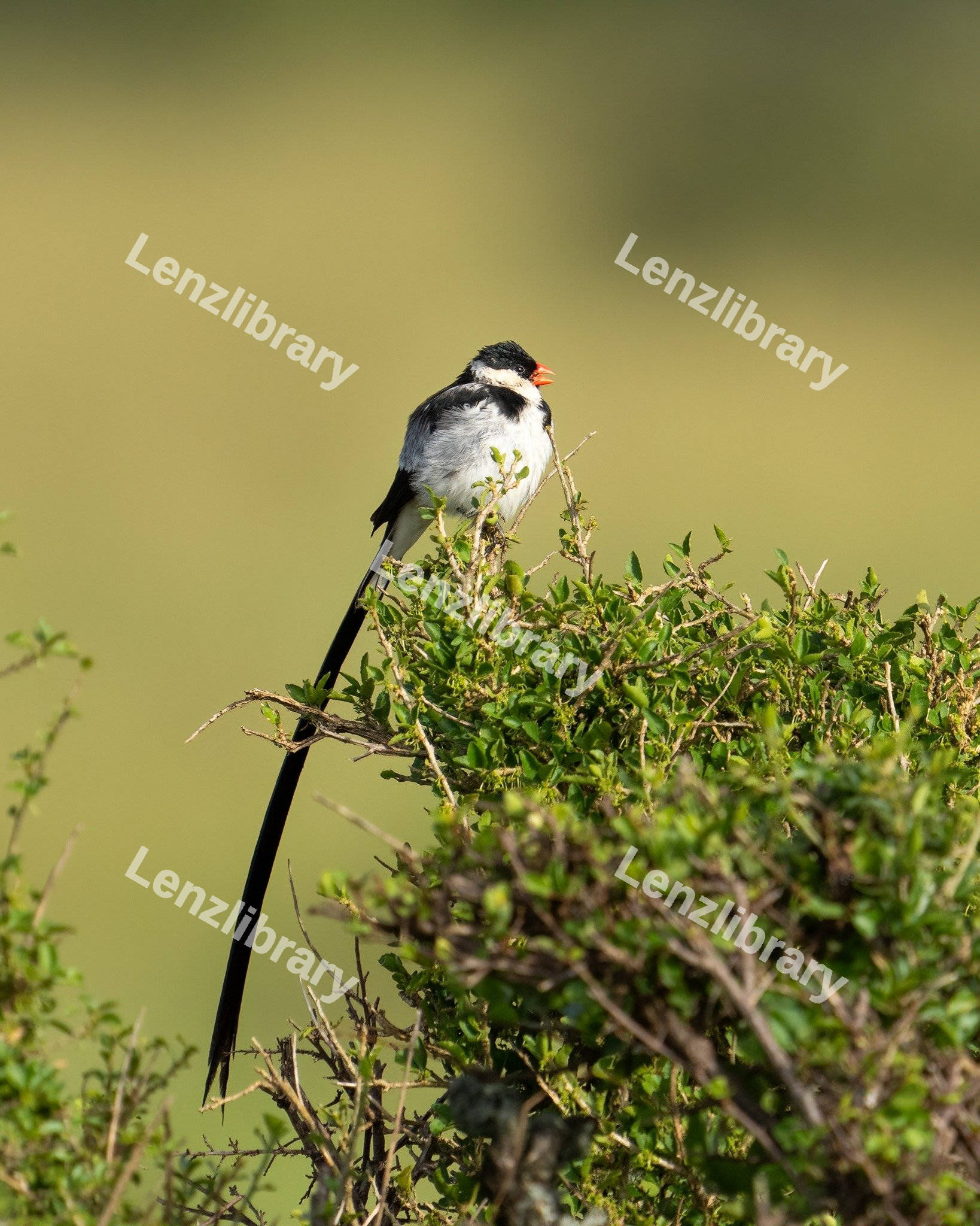 Pin-tailed whydah